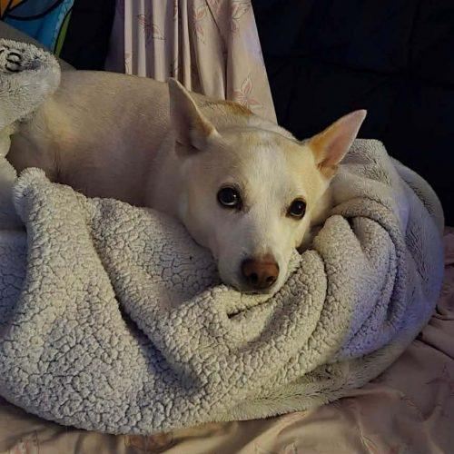 Enlarge Buddy, a Adoptable mixed breed in Sunderland, ON image 5/5