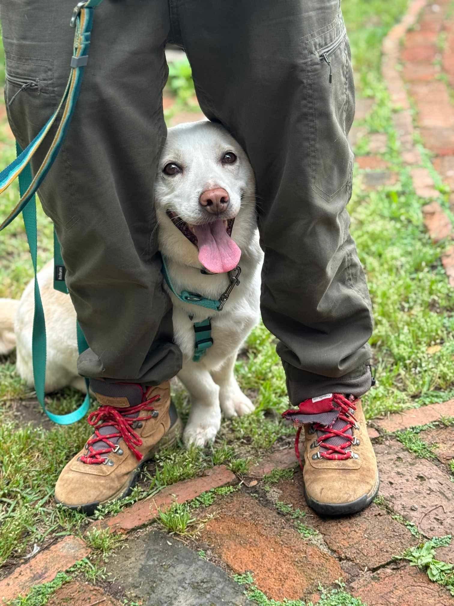 Buddy, a Adoptable mixed breed in Sunderland, ON image 6/6