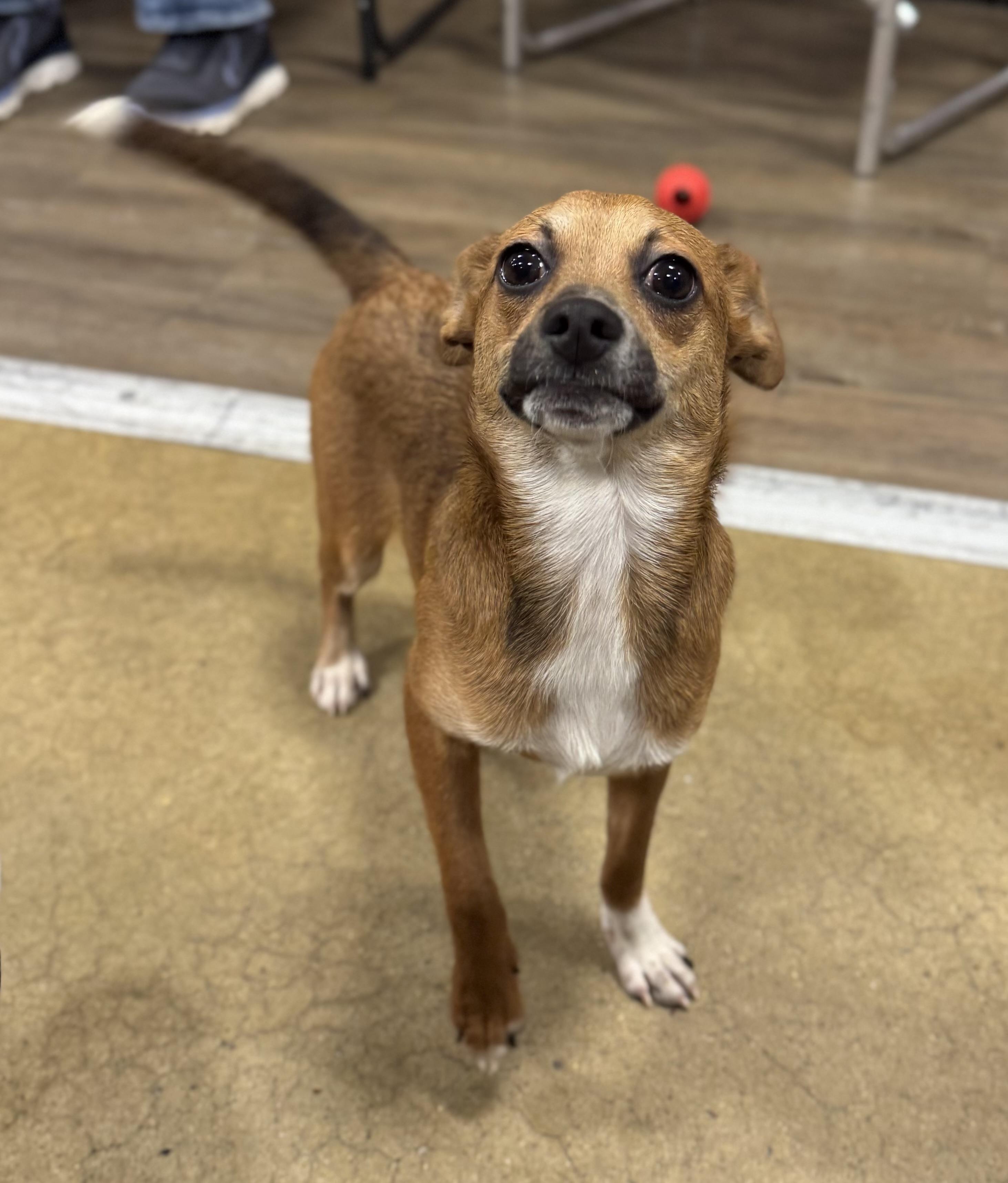 Enlarge Tank, a Adoptable mixed breed in warrenville, SC image 5/5