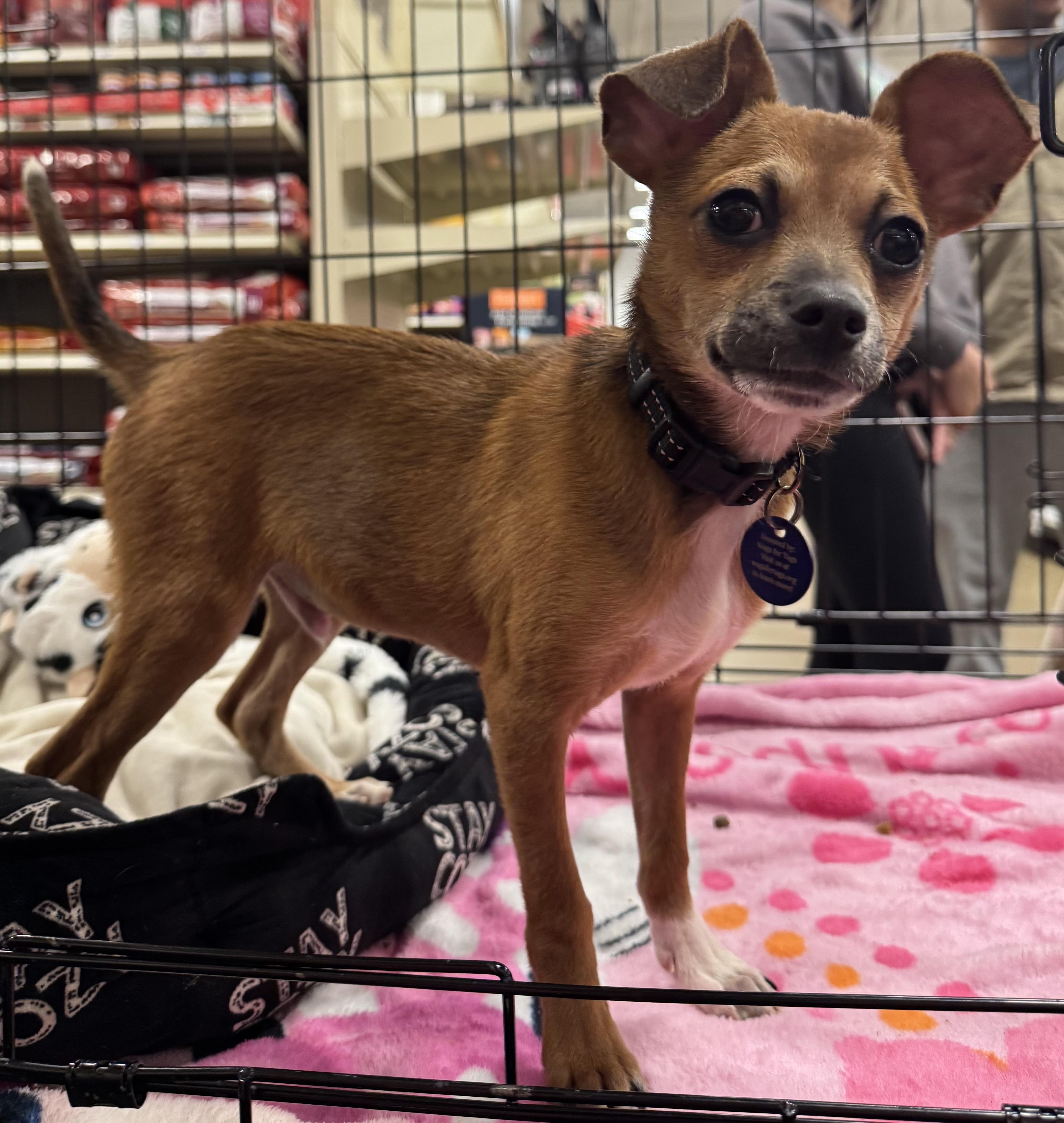 Tank, Adoptable, Young Male Chihuahua & Mixed Breed.