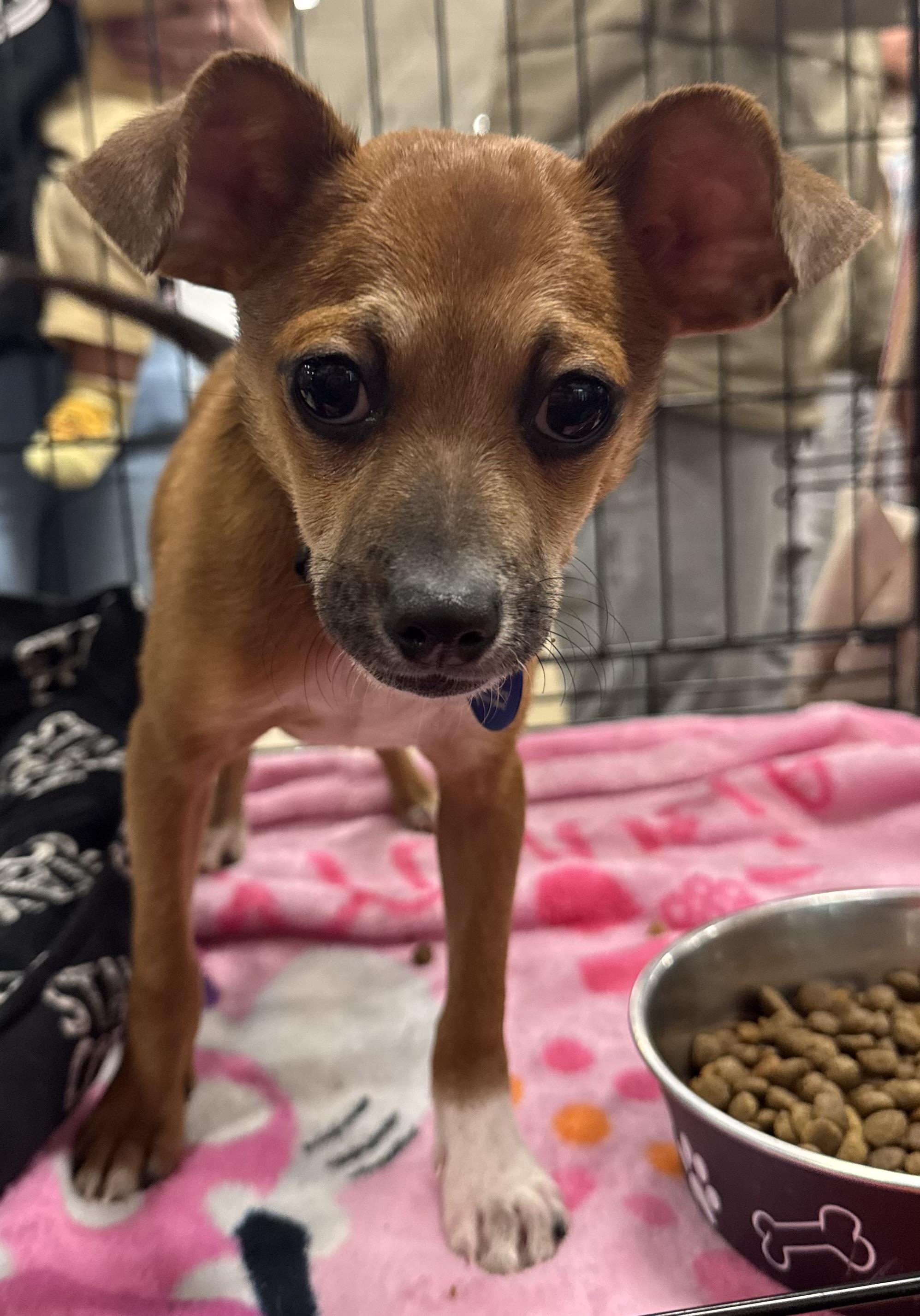 Enlarge Tank, a Adoptable mixed breed in warrenville, SC image 3/3