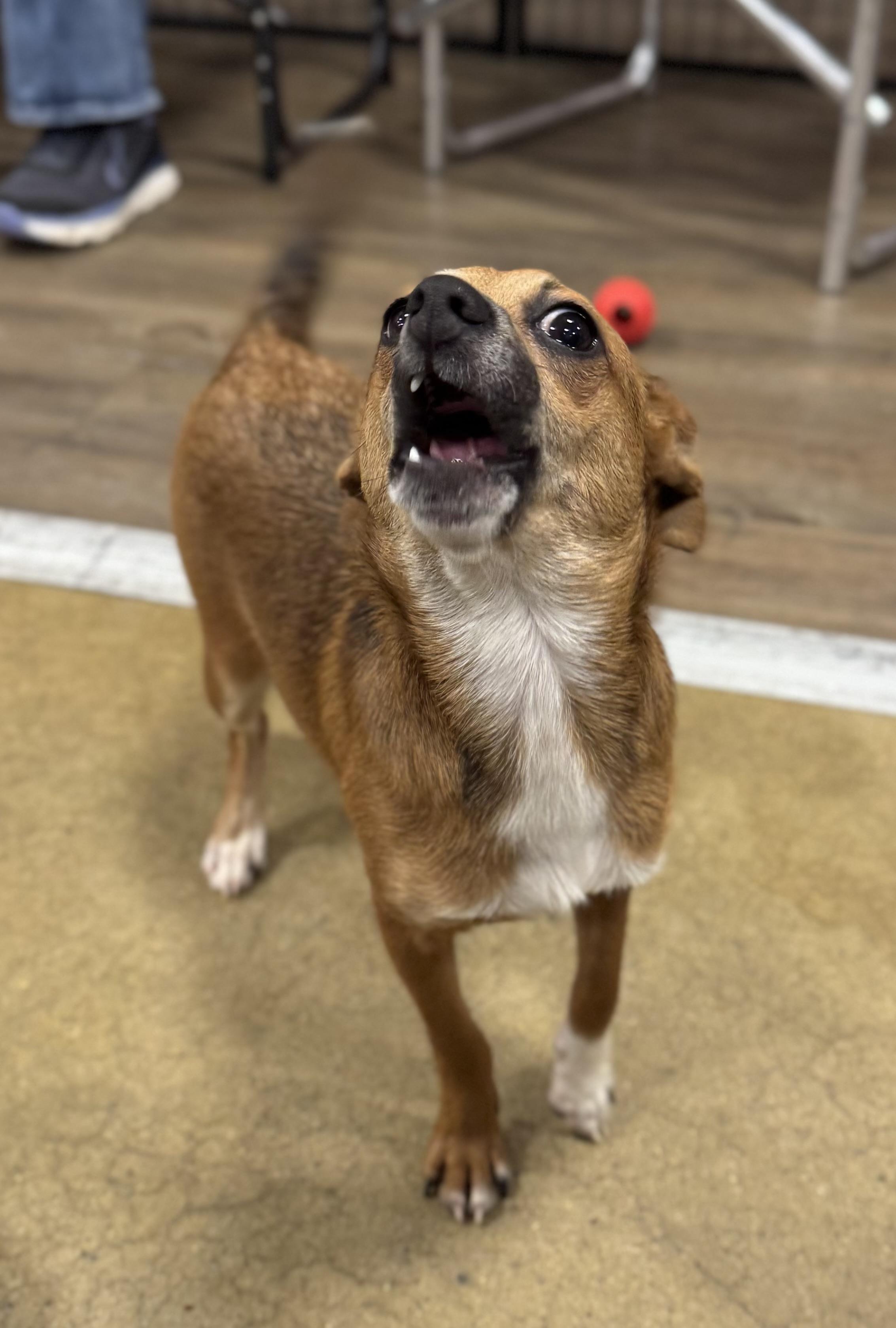 Enlarge Tank, a Adoptable mixed breed in warrenville, SC image 4/5