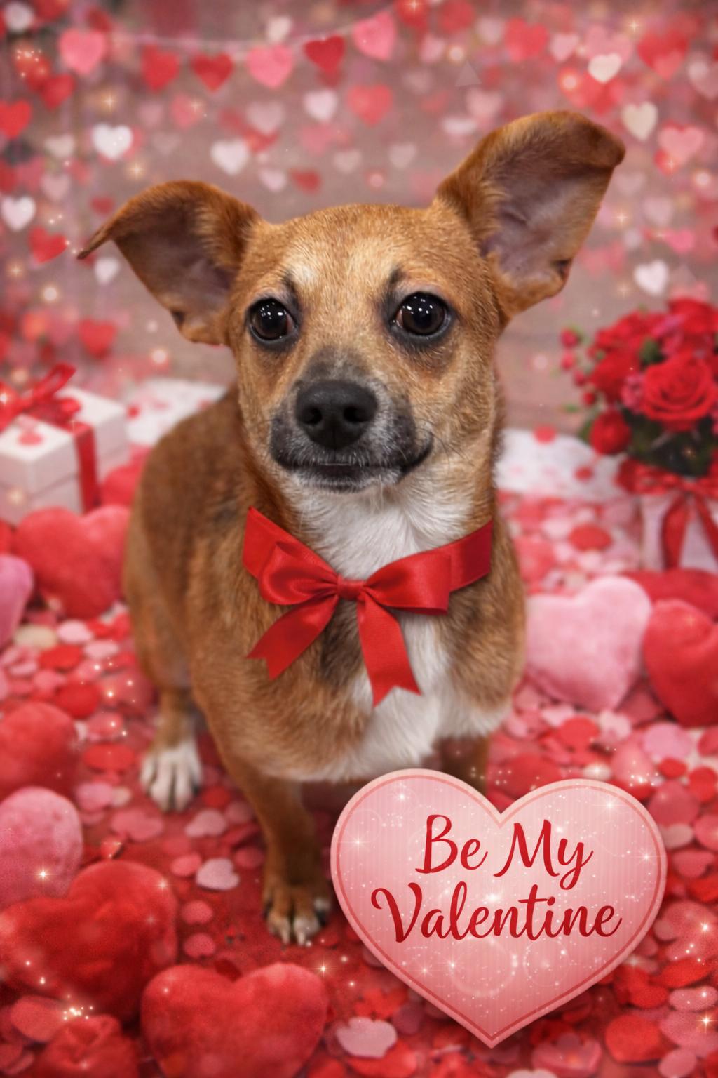 Enlarge Tank, a Adoptable mixed breed in warrenville, SC image 1/5