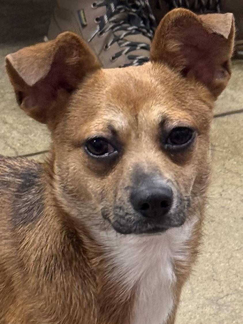 Tank, adoptable, Young Male Chihuahua & Mixed Breed.