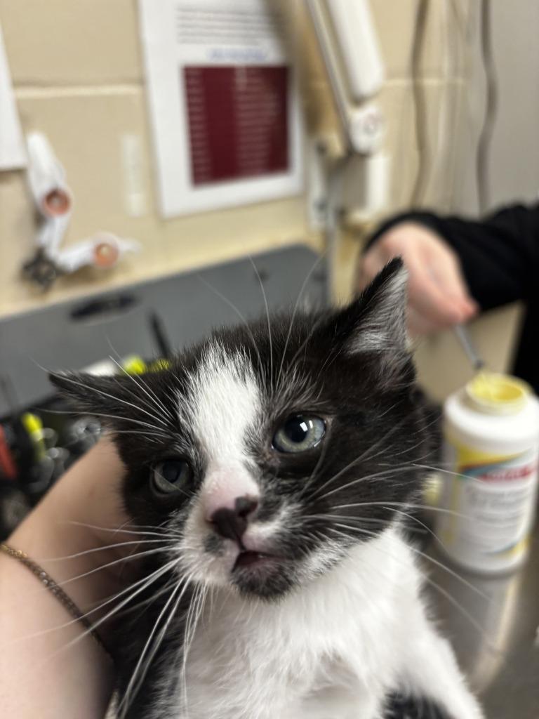 CUPCAKE, Adopted, Kitten Female Domestic Short Hair.