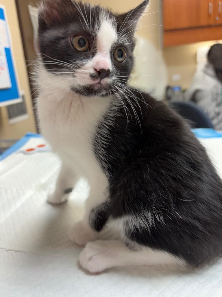 Enlarge CUPCAKE, a Adopted mixed breed in Wintersville, OH image 2/4