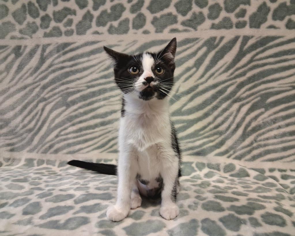 Enlarge CUPCAKE, a Adopted mixed breed in Wintersville, OH image 3/4