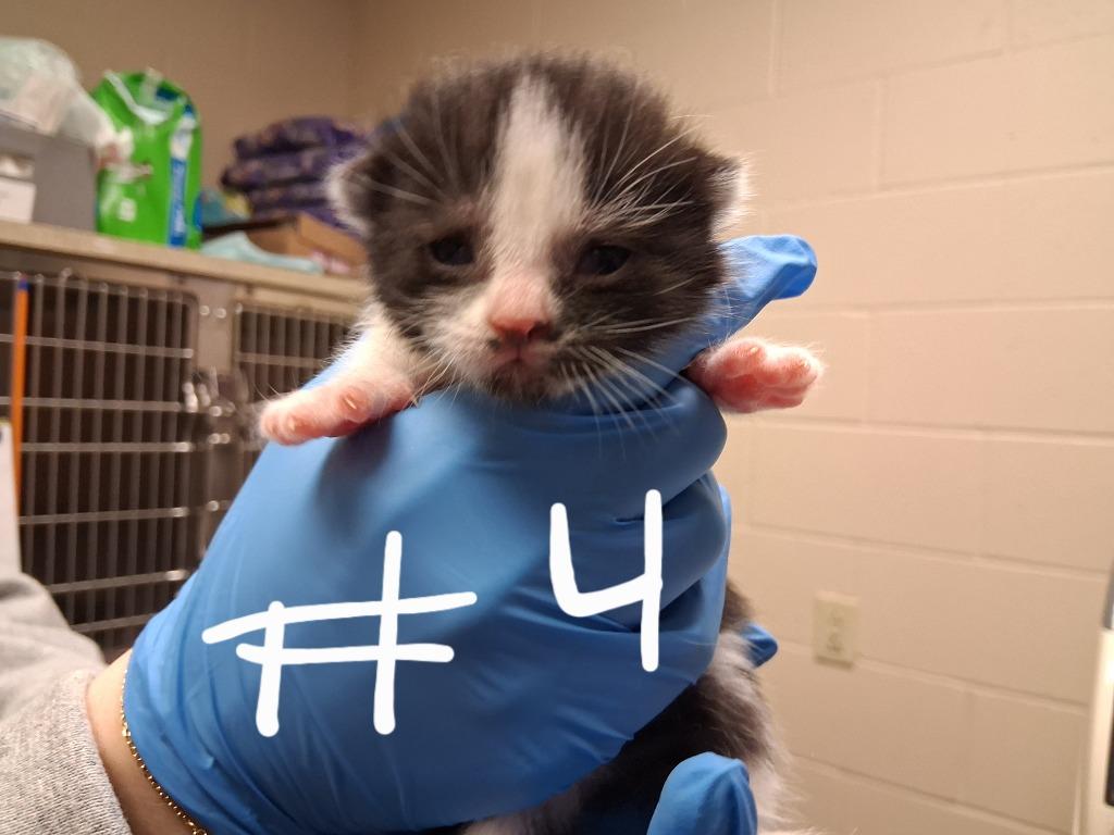 Enlarge CUPCAKE, a Adopted mixed breed in Wintersville, OH image 4/4