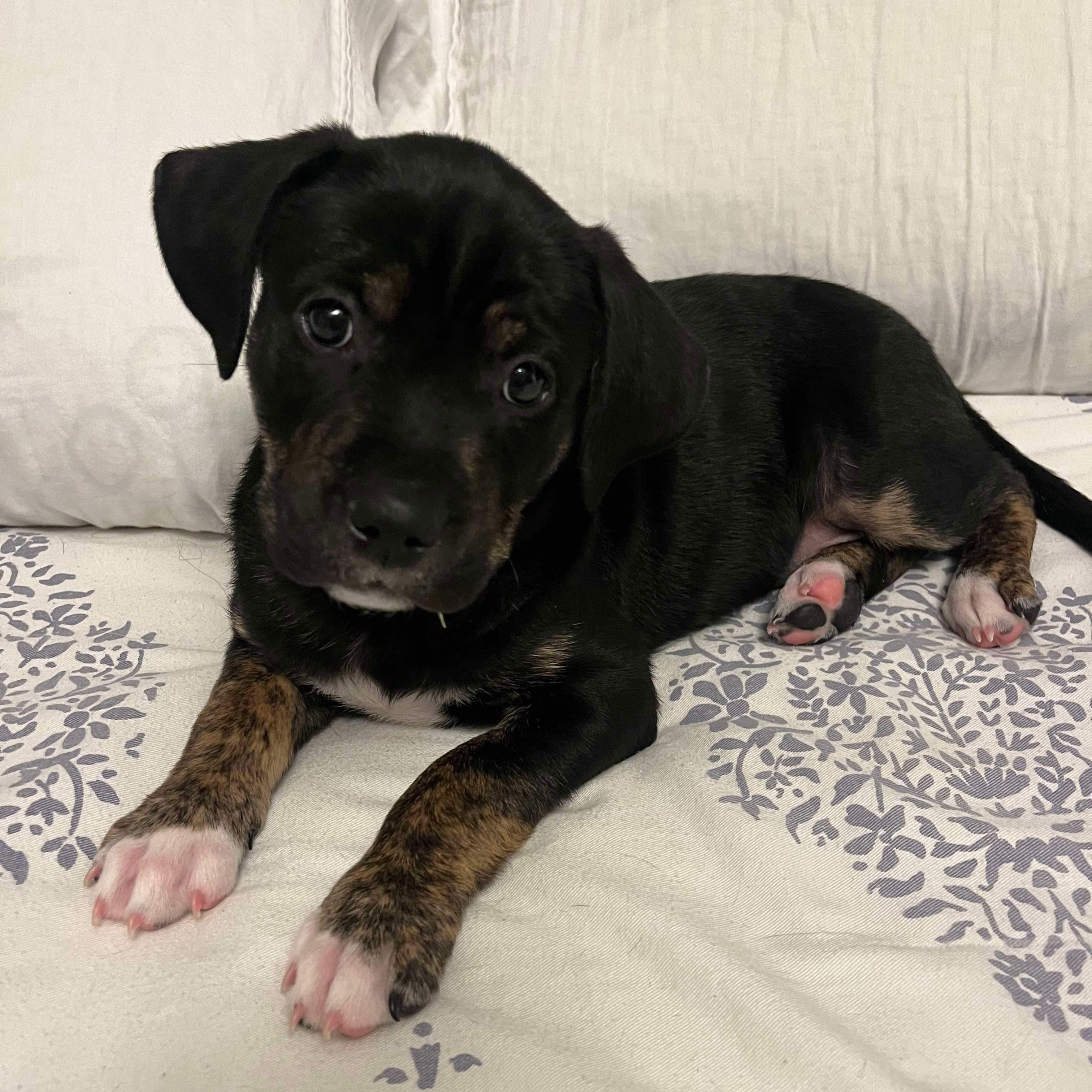 Dog for adoption Washington, a Boxer & Labrador Retriever Mix in O