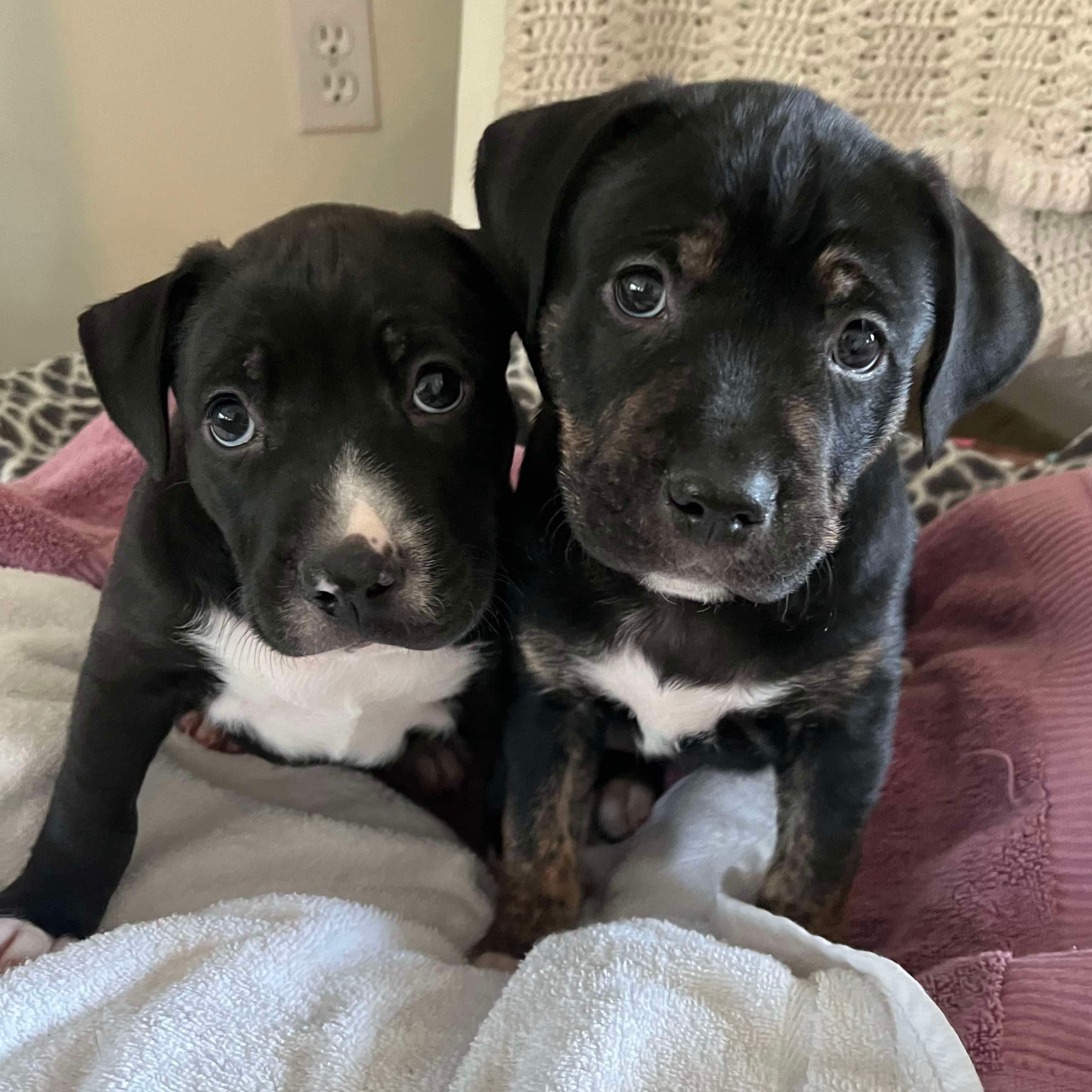 Dog for adoption Washington, a Boxer & Labrador Retriever Mix in O