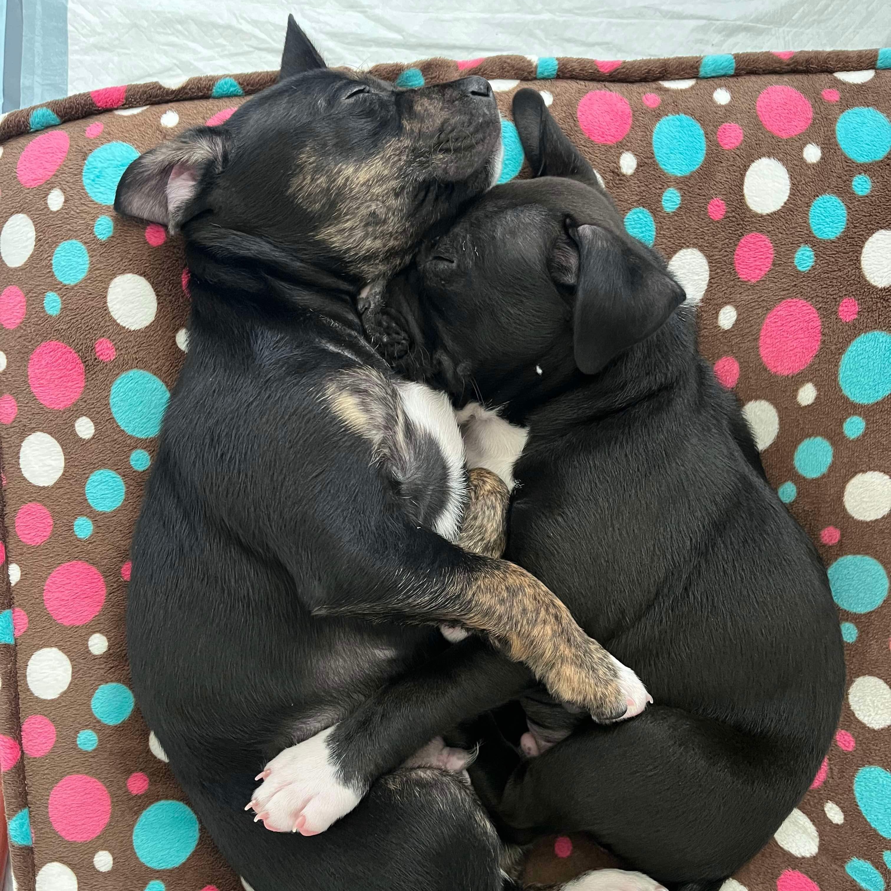 Dog for adoption Washington, a Boxer & Labrador Retriever Mix in O