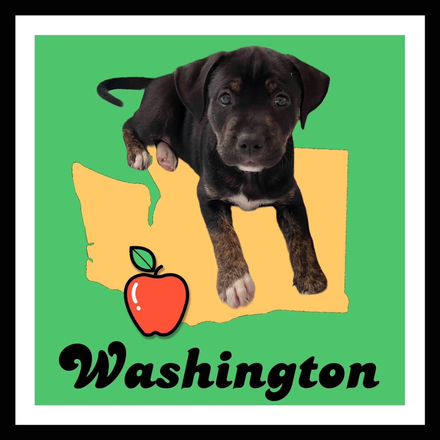 Dog for adoption Washington, a Boxer & Labrador Retriever Mix in O