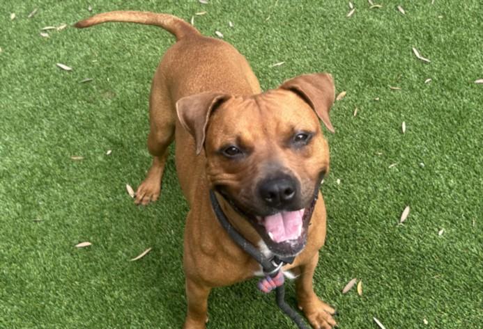Enlarge SANDY, a Adoptable mixed breed in Los Angeles, CA image 1/1