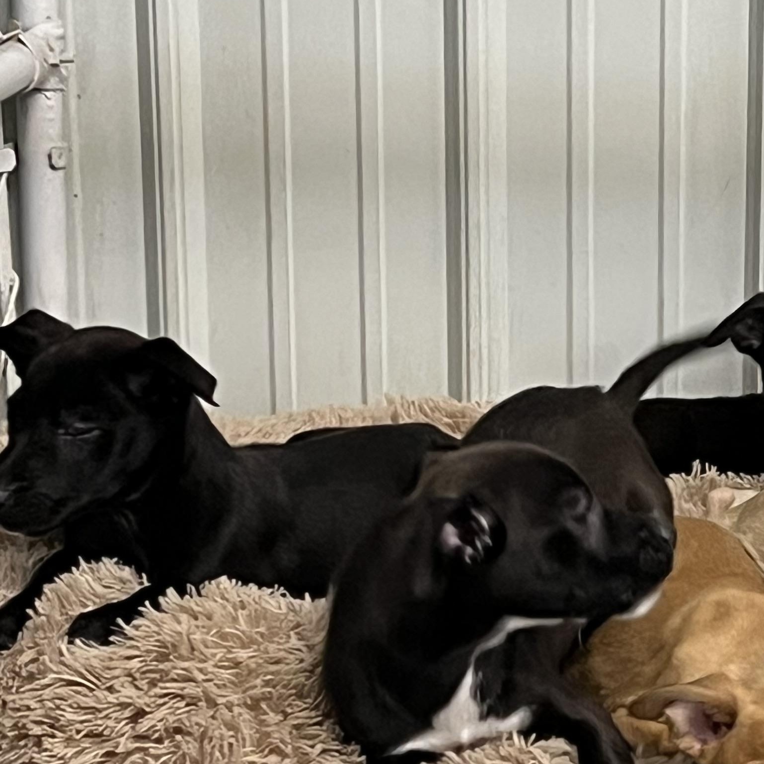 Enlarge Puppies 1 and 2, a ADOPTABLE mixed breed in Elkton, MI image 2/3