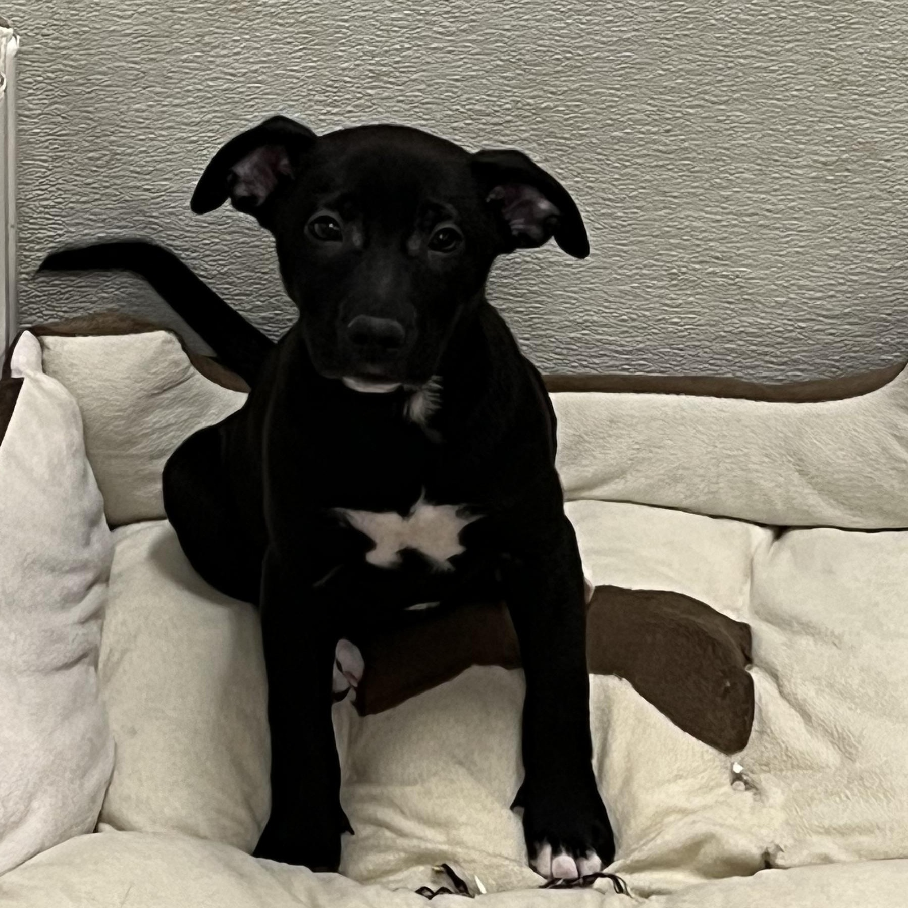 Puppies 1 and 2, ADOPTABLE, Puppy Female Labrador Retriever & Terrier.