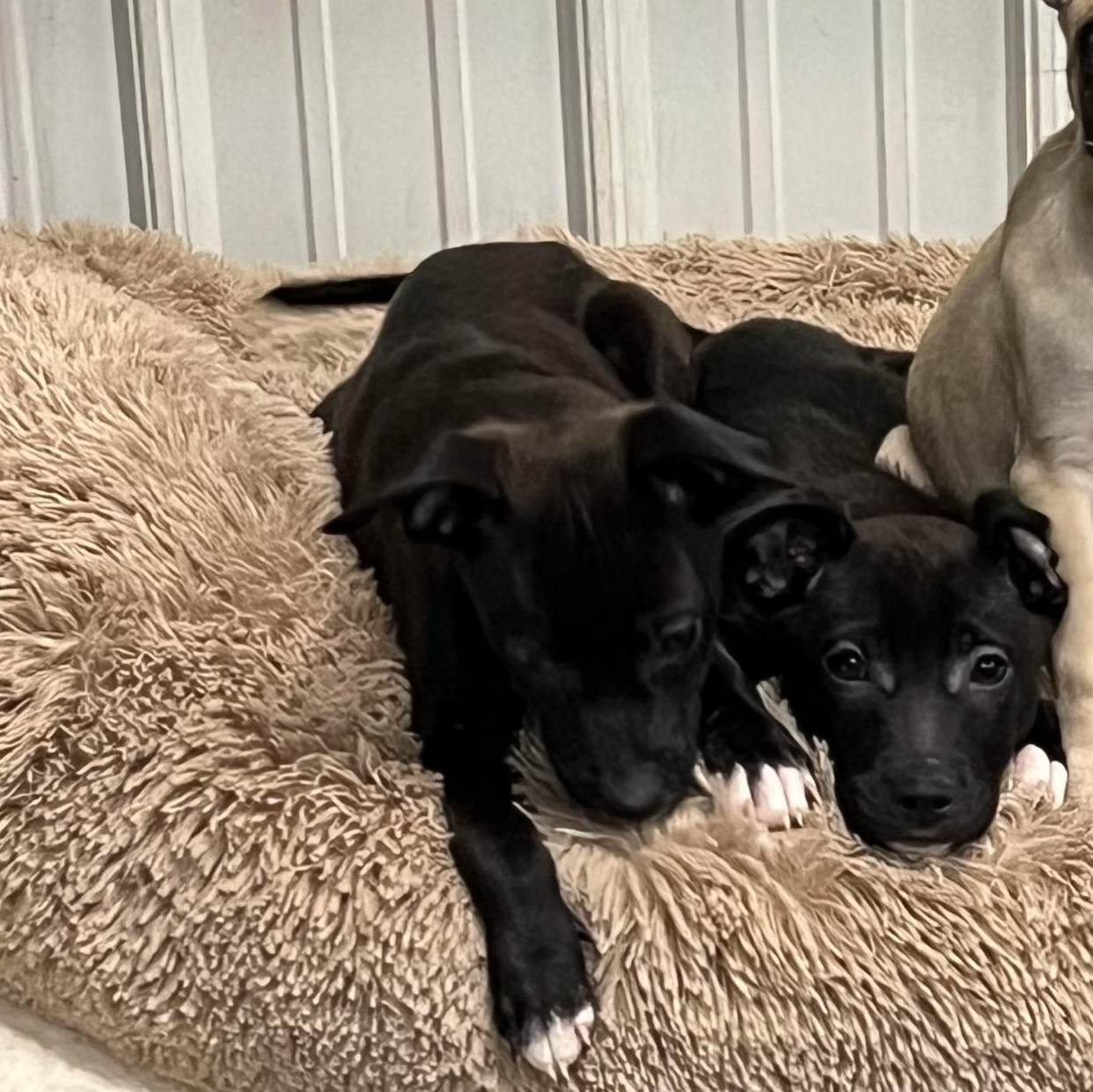 Enlarge Puppies 1 and 2, a ADOPTABLE mixed breed in Elkton, MI image 3/3