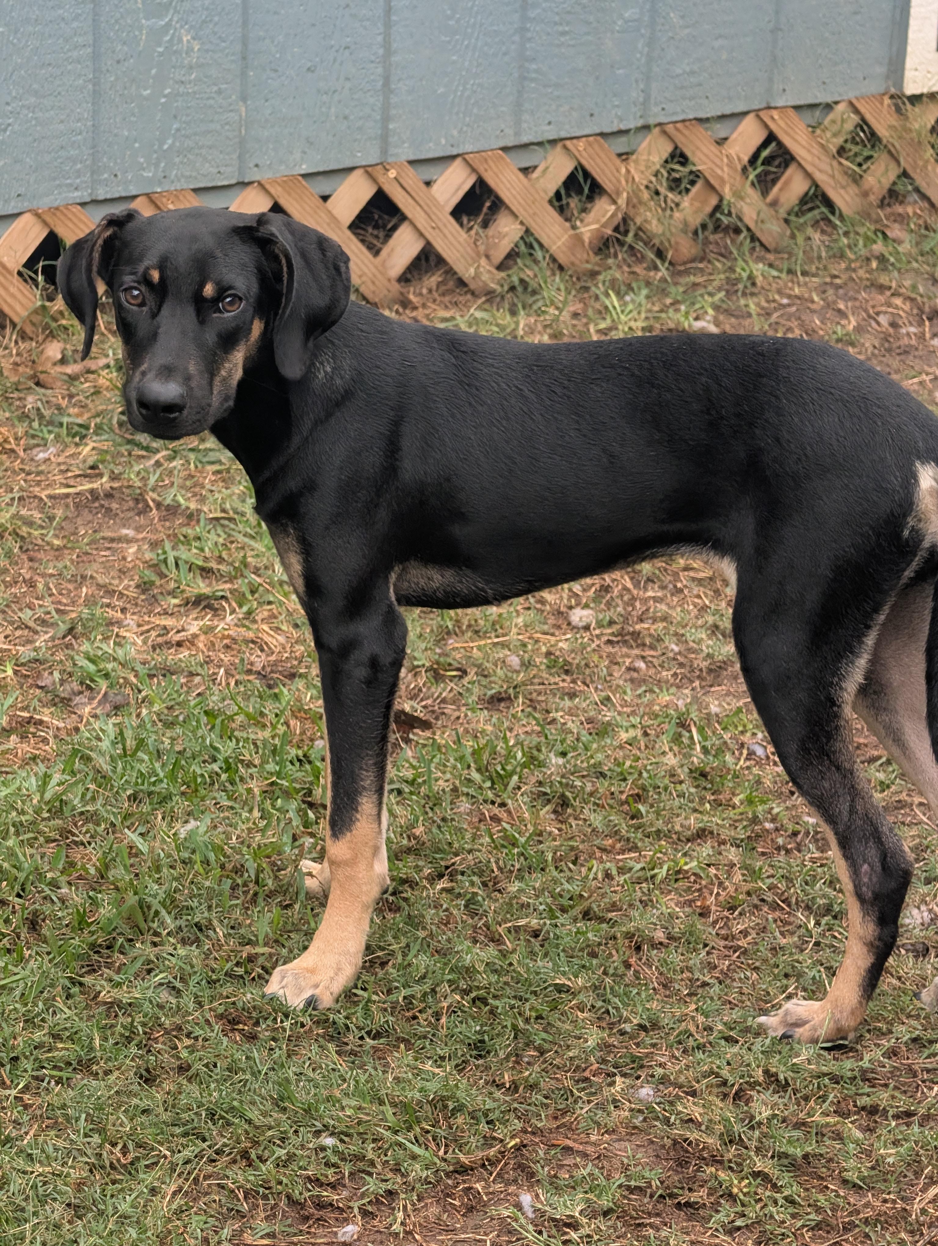 Sabrina, Adoptable, Young Female Doberman Pinscher & Black and Tan Coonhound.