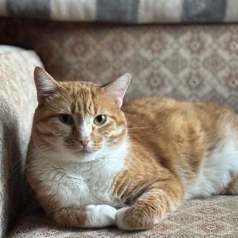 Charlemagne C65348, Adoptable, Adult Male American Shorthair.