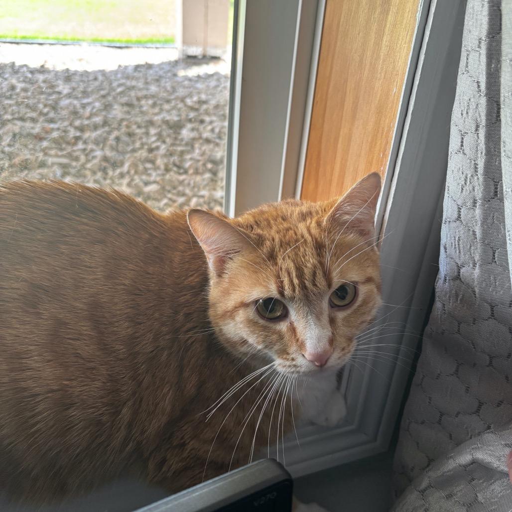 Charlemagne C65348, a Adoptable American Shorthair in Minnetonka, MN image 1/5