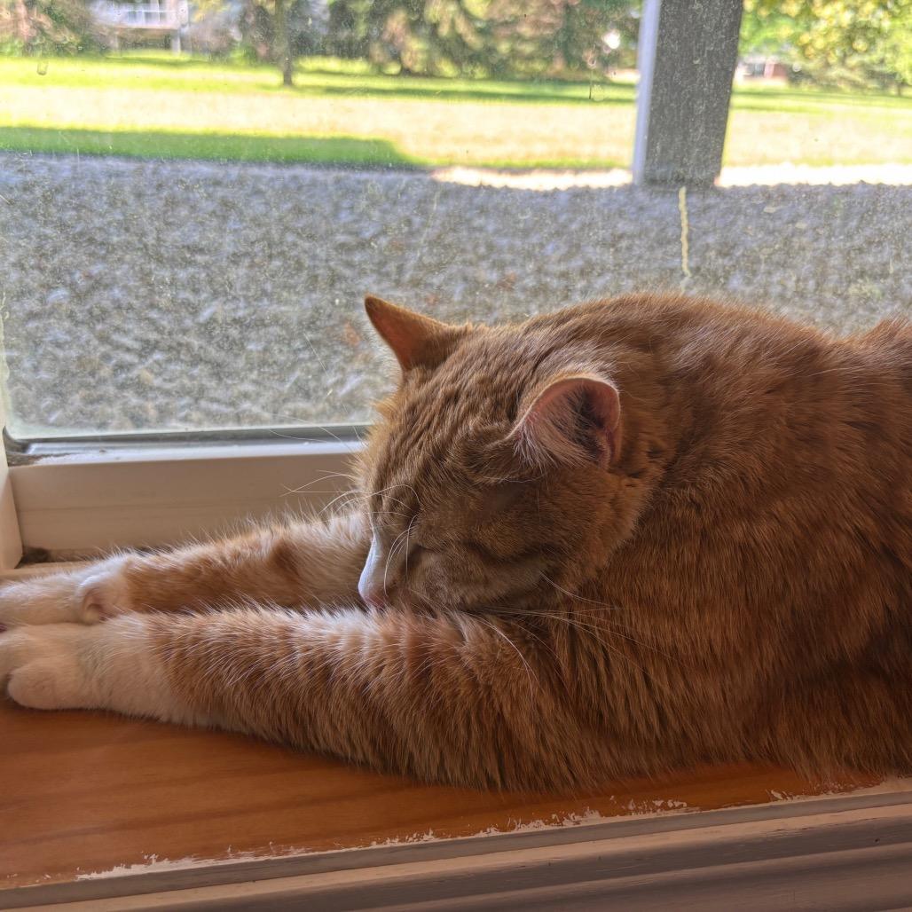 Charlemagne C65348, a Adoptable American Shorthair in Minnetonka, MN image 2/5