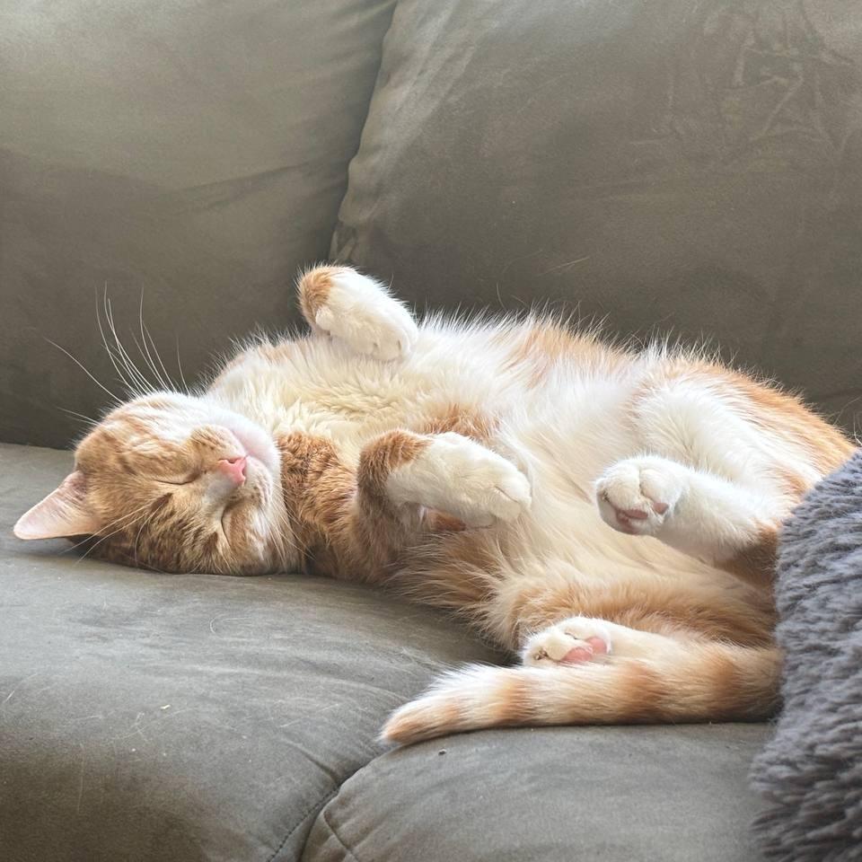 Charlemagne C65348, a Adoptable American Shorthair in Minnetonka, MN image 3/5