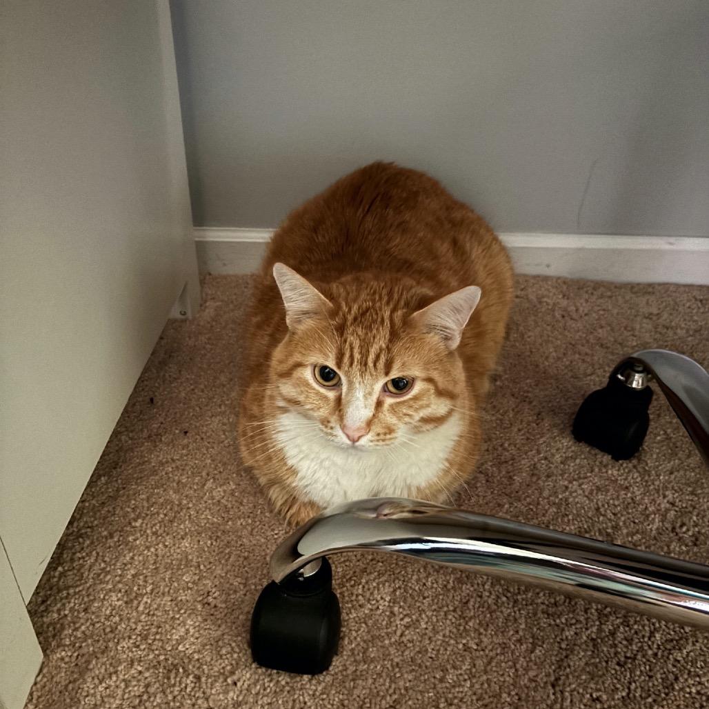 Charlemagne C65348, a Adoptable American Shorthair in Minnetonka, MN image 4/5