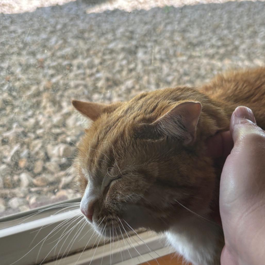 Charlemagne C65348, a Adoptable American Shorthair in Minnetonka, MN image 5/5