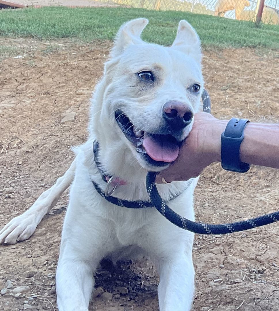 Sophie, Adult Female Husky
