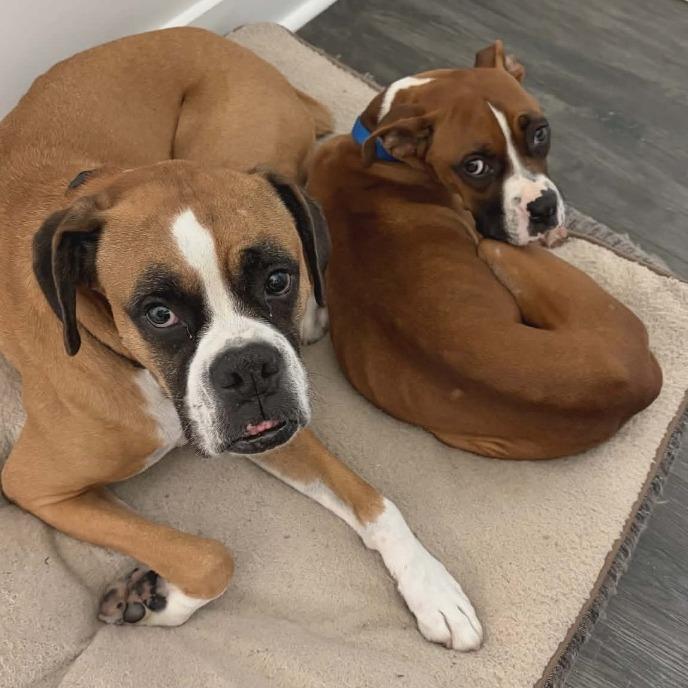 Enlarge Maddie, an adopted Boxer in Tallahassee, FL image 5/6