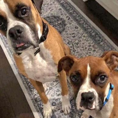 Enlarge Maddie, an adopted Boxer in Tallahassee, FL image 3/6
