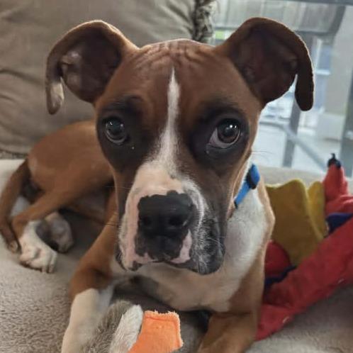 Enlarge Maddie, an adopted Boxer in Tallahassee, FL image 4/6