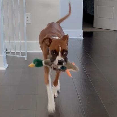 Enlarge Maddie, an adopted Boxer in Tallahassee, FL image 6/6