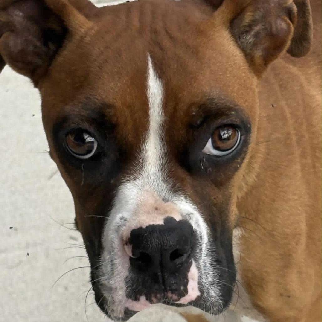 Enlarge Maddie, an adopted Boxer in Tallahassee, FL image 1/6