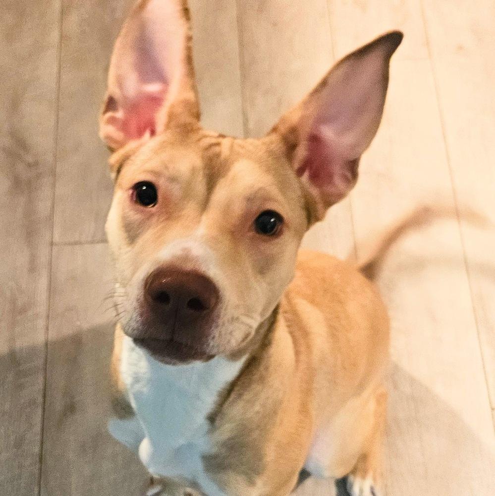 Miss Cinnamon — thumbnail 2