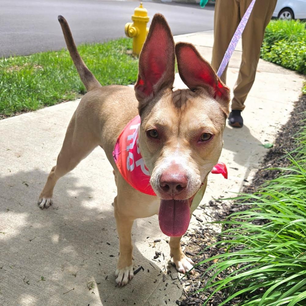 Enlarge Miss Cinnamon, a Adoptable mixed breed in Reynoldsburg, OH image 2/6