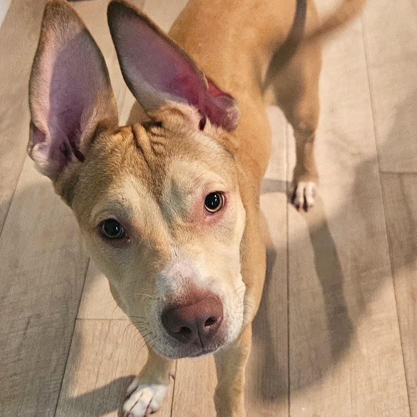 Miss Cinnamon — thumbnail 3