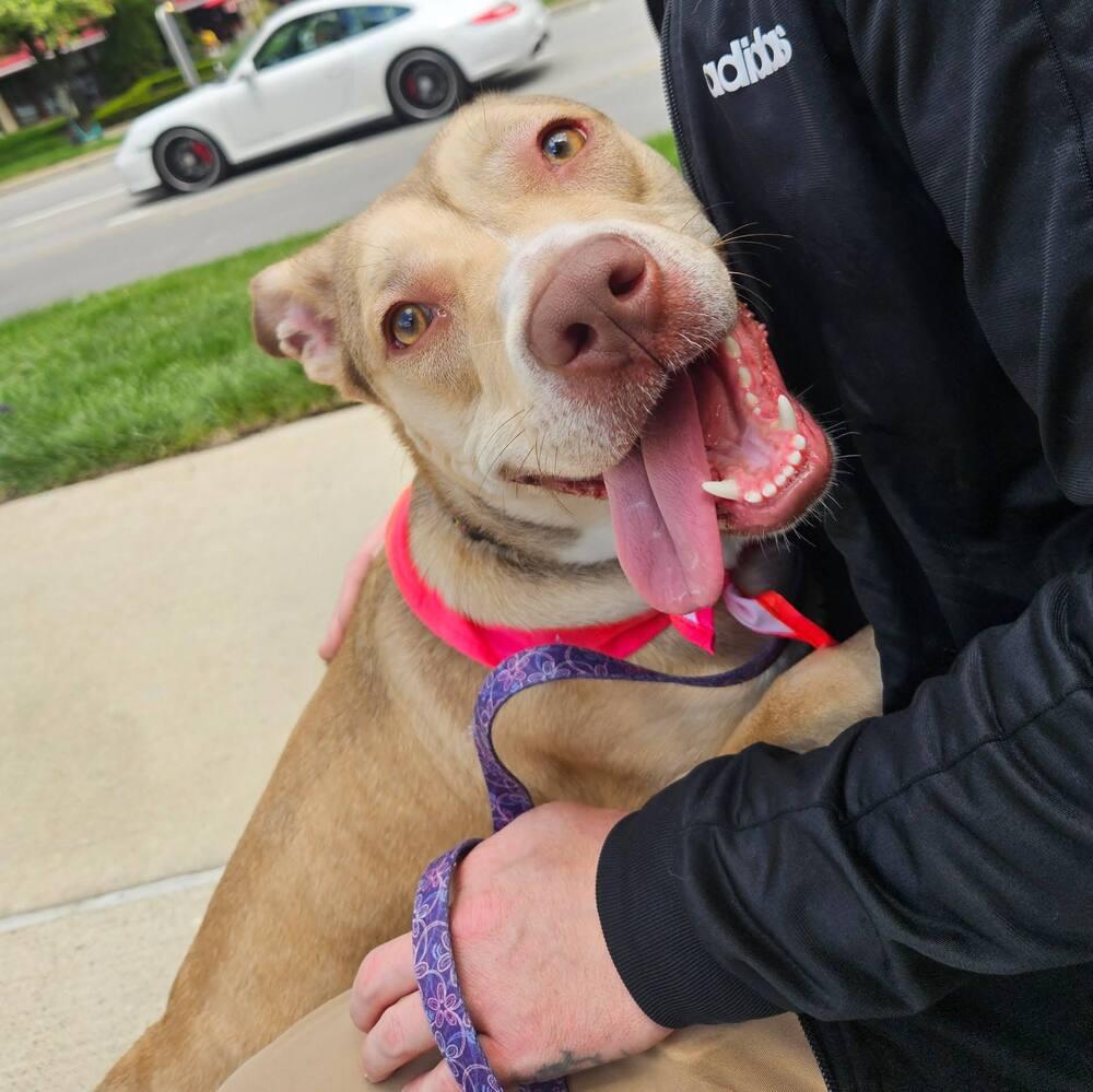 Enlarge Miss Cinnamon, a Adoptable mixed breed in Reynoldsburg, OH image 4/6