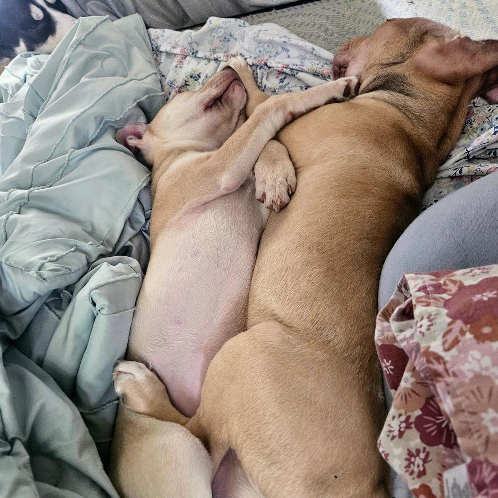 Miss Cinnamon thumbnail 5