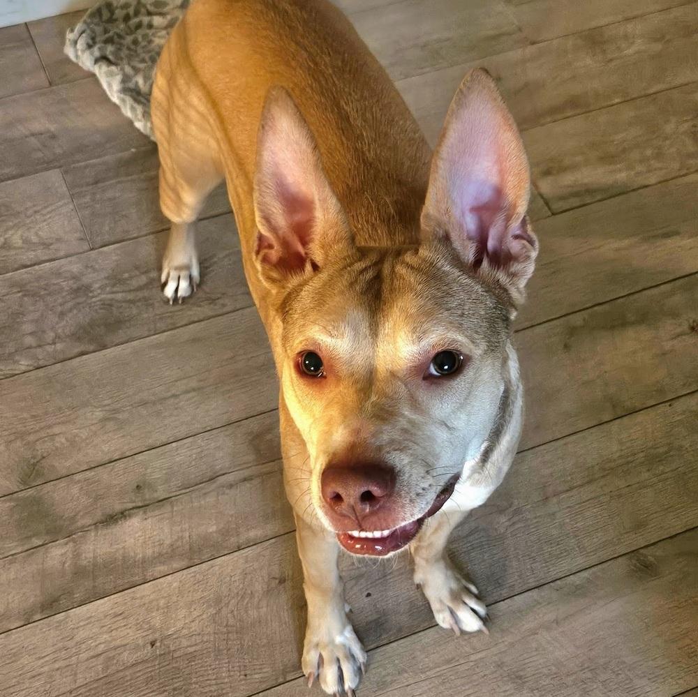 Enlarge Miss Cinnamon, a Adoptable mixed breed in Reynoldsburg, OH image 6/6