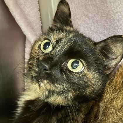 Princess Sparkledust, ADOPTABLE, Senior Female Domestic Short Hair.