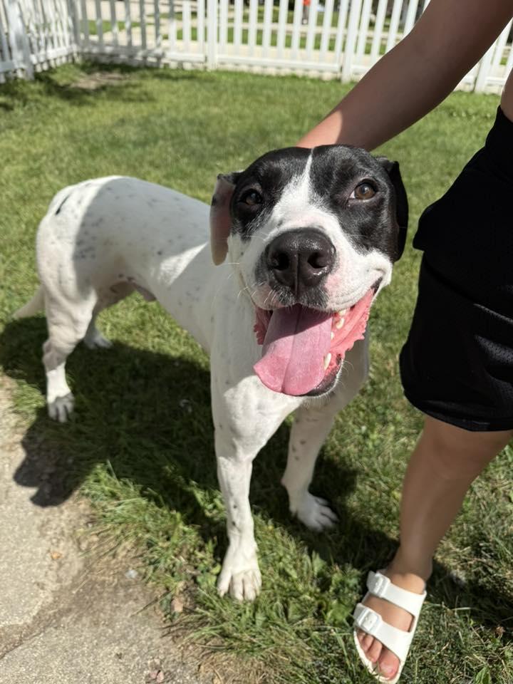 Enlarge Hankman, a Adoptable mixed breed in Racine, WI image 2/3