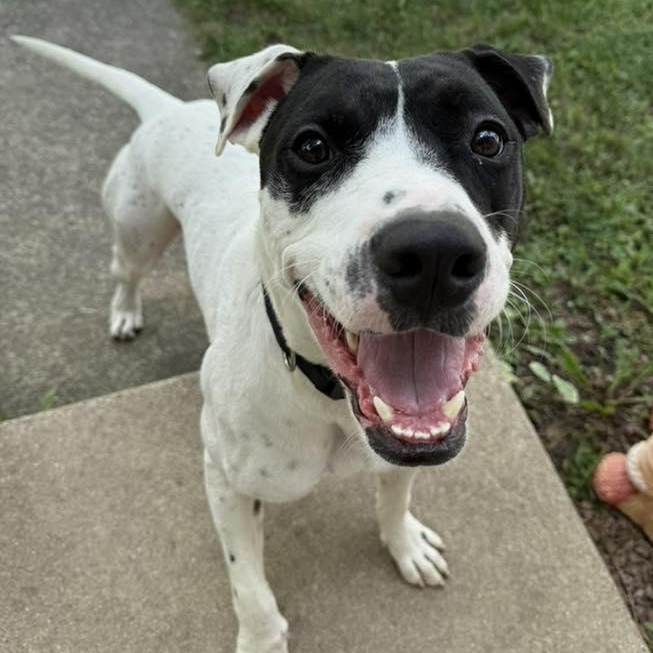 Enlarge Hankman, a Adoptable mixed breed in Racine, WI image 1/3