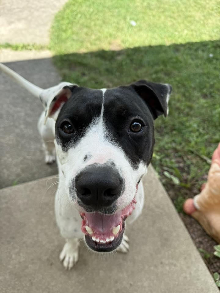 Enlarge Hankman, a Adoptable mixed breed in Racine, WI image 3/3