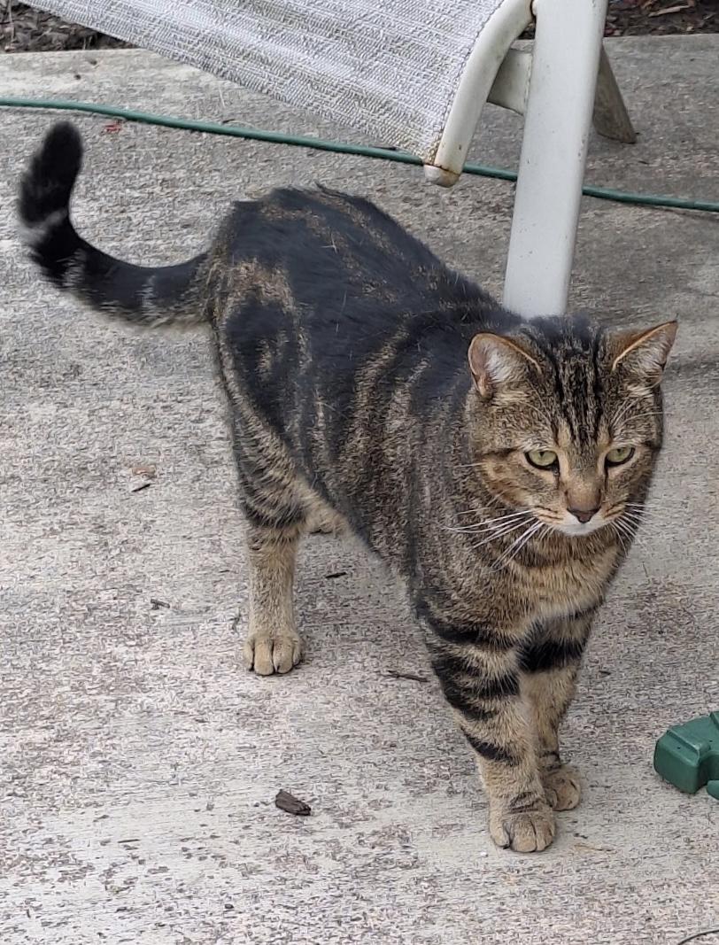 George, a Adoptable Domestic Short Hair in Seven Valleys, PA image 1/3