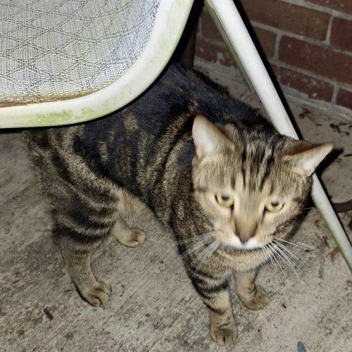 George, a Adoptable Domestic Short Hair in Seven Valleys, PA image 2/3