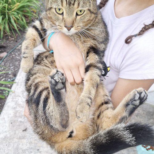 George, a Adoptable Domestic Short Hair in Seven Valleys, PA image 3/3