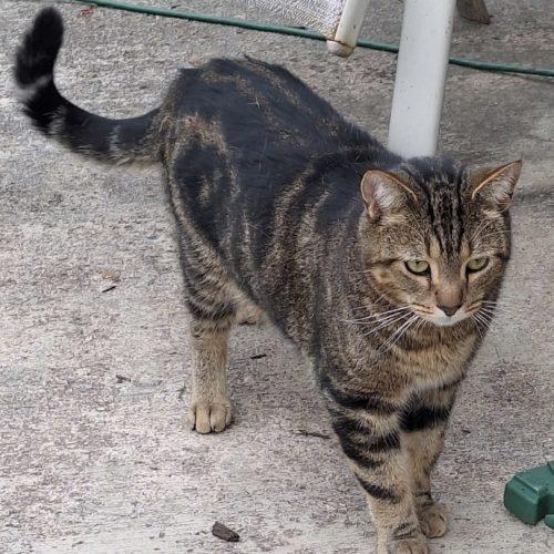 Enlarge George, a Adoptable Domestic Short Hair in Seven Valleys, PA image 3/3