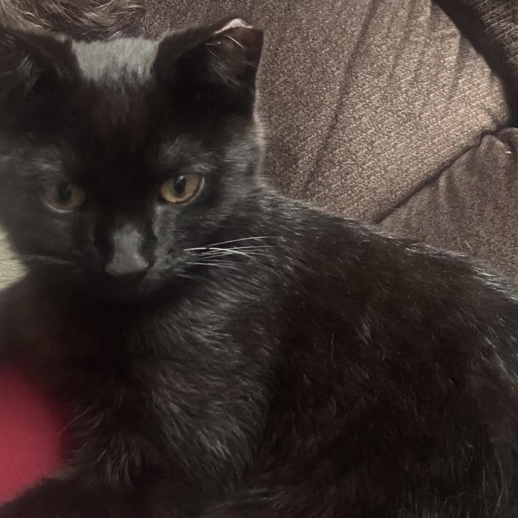 Officer Smith, Adoptable, Young Male Domestic Short Hair.
