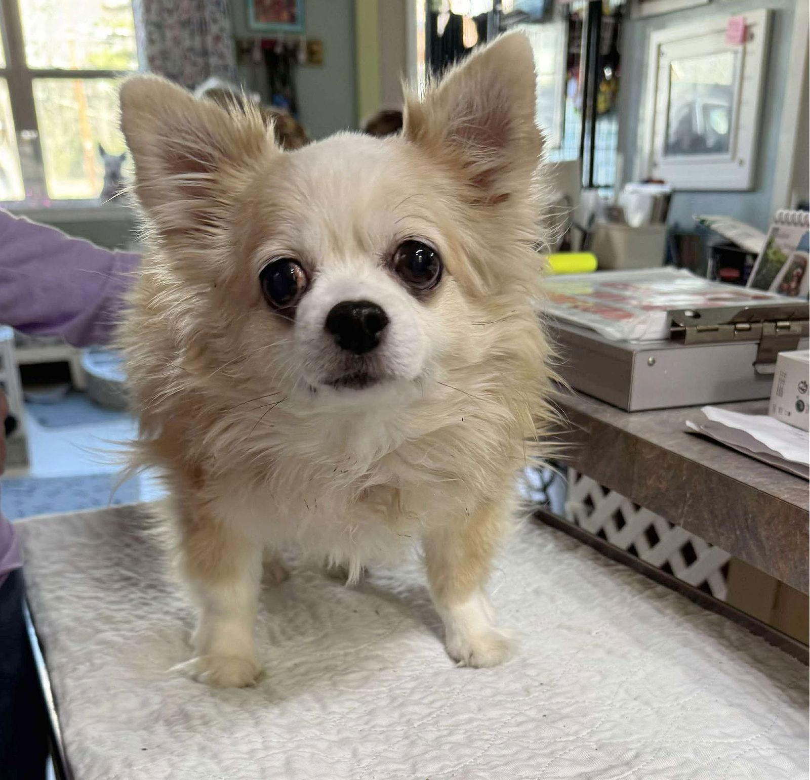 Oboe (NOT YET AVAILABLE), Adoptable, Adult Male Chihuahua.