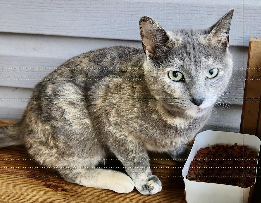 Lena, Adoptable, Young Female Domestic Short Hair.